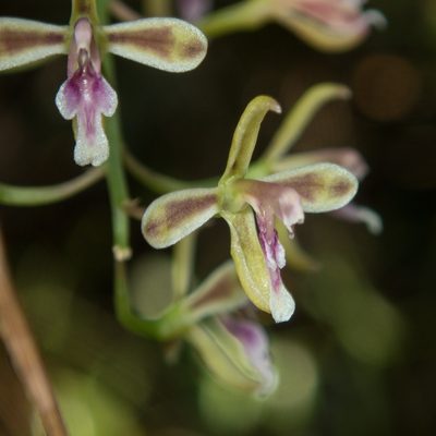 Acriopsis liliifolia, photographed by Gerard Chartier