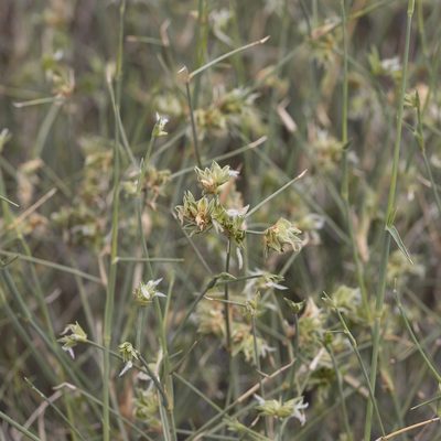 Zygochloa paradoxa, photographed by Kym Nicolson