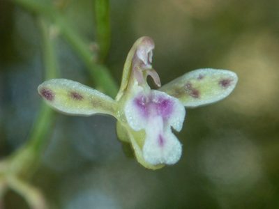 Acriopsis liliifolia, photographed by Gerard Chartier