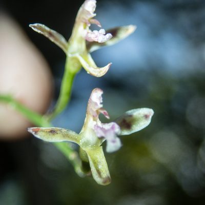 Acriopsis liliifolia, photographed by Gerard Chartier