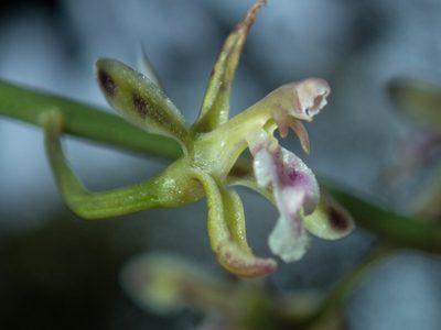 Acriopsis liliifolia, photographed by Gerard Chartier