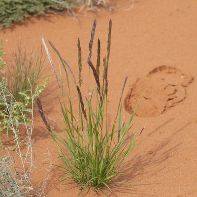 Triraphis mollis, photographed by Kym Nicolson