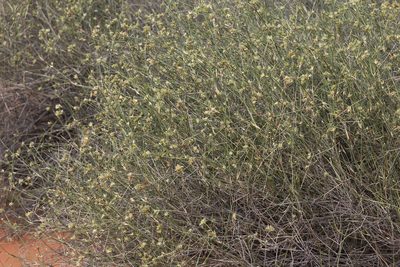 Zygochloa paradoxa, photographed by Kym Nicolson