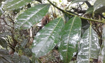 Xymalos monospora, photographed by Jimmy Whatmore