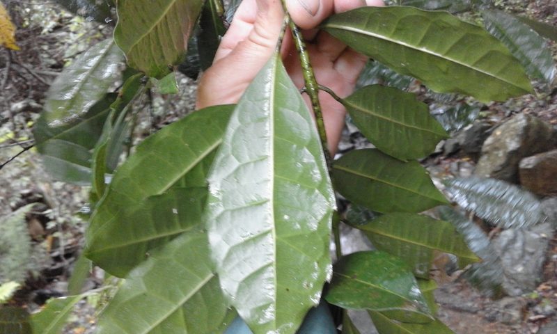 Xymalos monospora, photographed by Jimmy Whatmore