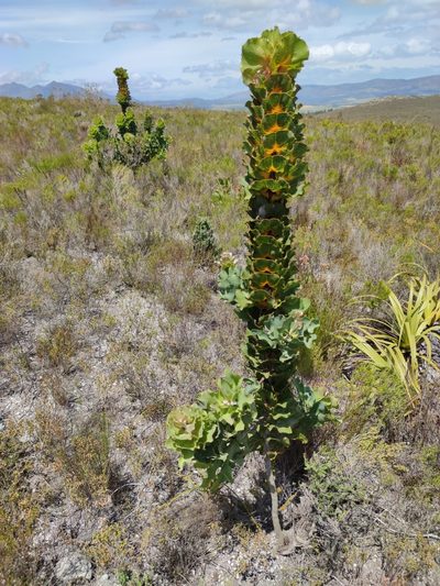 Hakea victoria, photographed by Seth Musker