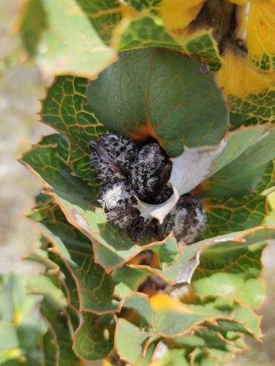 Hakea victoria, photographed by Seth Musker