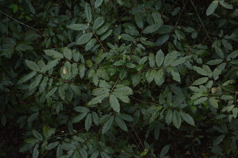 Knema attenuata, photographed by Siddarth Machado