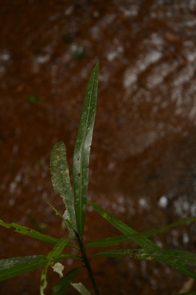 Madhuca neriifolia, photographed by Siddarth Machado