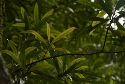 Madhuca neriifolia, photographed by Siddarth Machado