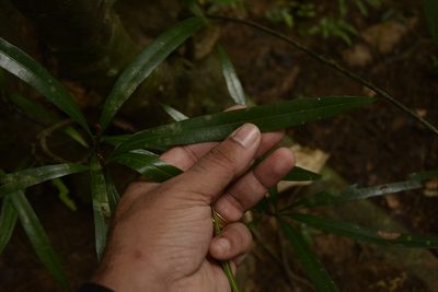 Madhuca neriifolia, photographed by Siddarth Machado