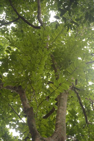 Margaritaria indica, photographed by Siddarth Machado