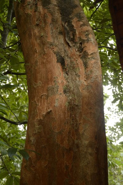 Margaritaria indica, photographed by Siddarth Machado