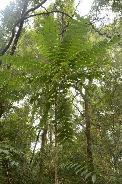 Pajanelia longifolia, photographed by Siddarth Machado