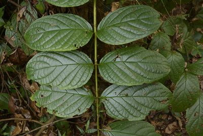 Pajanelia longifolia, photographed by Siddarth Machado