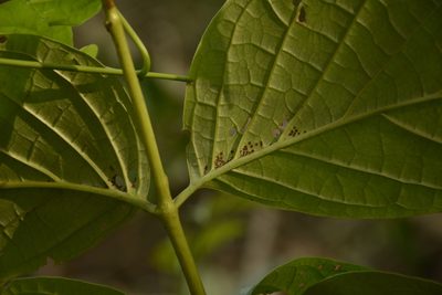 Pajanelia longifolia, photographed by Siddarth Machado