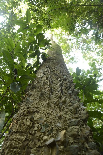 Zanthoxylum rhetsa, photographed by Siddarth Machado