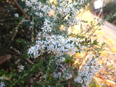Olearia ramulosa, photographed by Kiri Bee