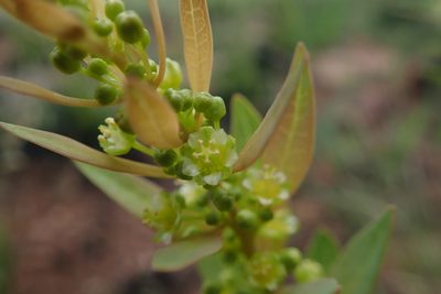 Clutia monticola, photographed by Jimmy Whatmore