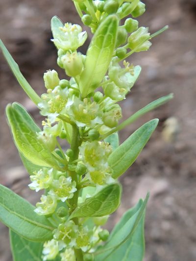 Clutia monticola, photographed by Jimmy Whatmore