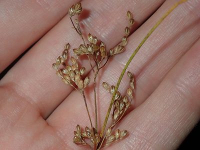 Juncus usitatus, photographed by Thomas Mesaglio