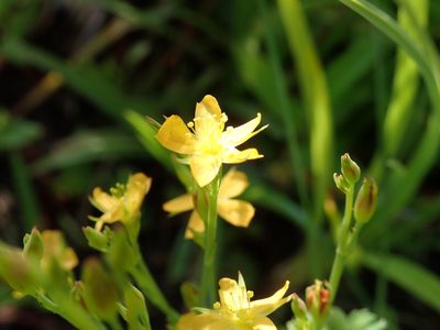 Hypericum lalandii, photographed by Jimmy Whatmore
