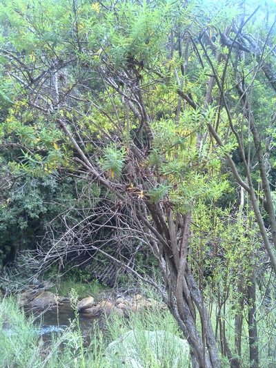 Hypericum revolutum, photographed by Jimmy Whatmore