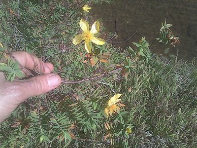Hypericum revolutum, photographed by Jimmy Whatmore