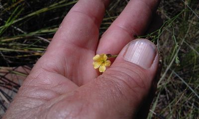 Linum thunbergii, photographed by Jimmy Whatmore