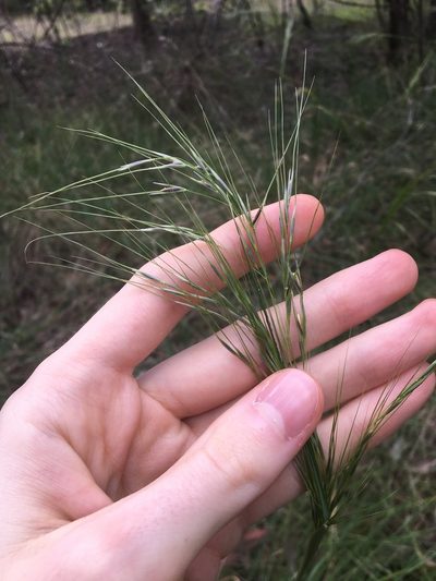 Austrostipa rudis, photographed by Thomas Mesaglio