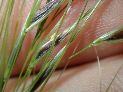 Austrostipa rudis, photographed by Thomas Mesaglio