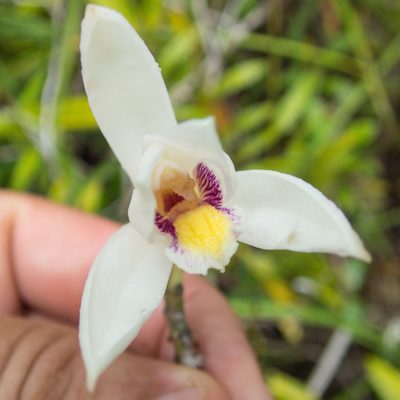 Bromheadia finlaysoniana, photographed by Gerard Chartier