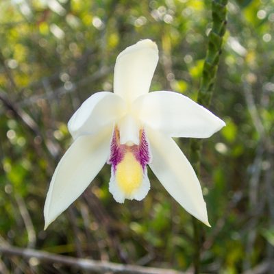 Bromheadia finlaysoniana, photographed by Gerard Chartier