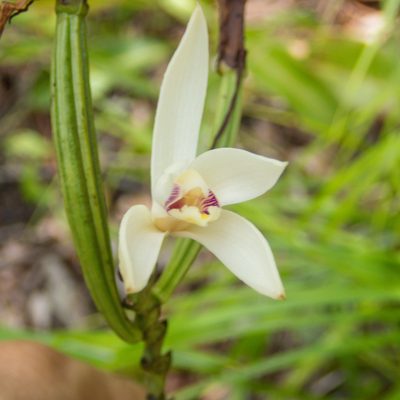 Bromheadia finlaysoniana, photographed by Gerard Chartier