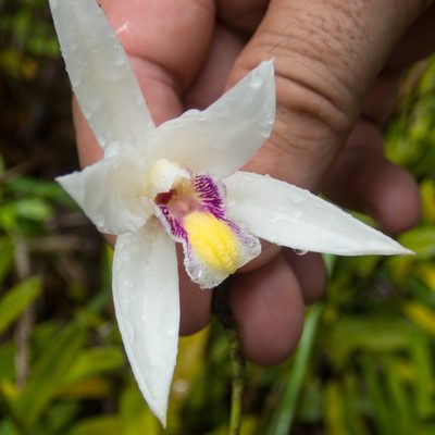 Bromheadia finlaysoniana, photographed by Gerard Chartier