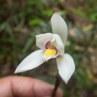 Bromheadia finlaysoniana, photographed by Gerard Chartier