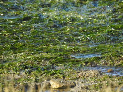 Zostera noltii, photographed by Duarte Frade