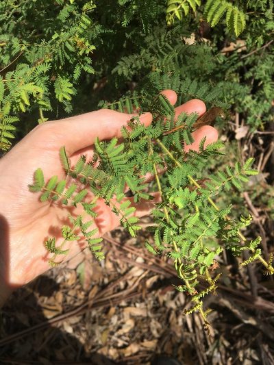 Acacia pubescens, photographed by Thomas Mesaglio