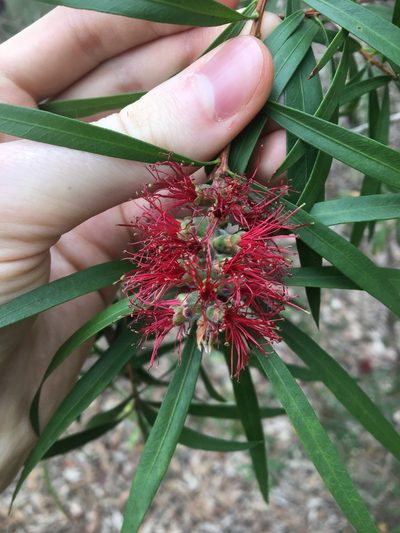Melaleuca linearifolia, photographed by Thomas Mesaglio