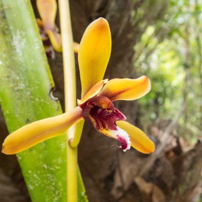 Cymbidium finlaysonianum, photographed by Gerard Chartier
