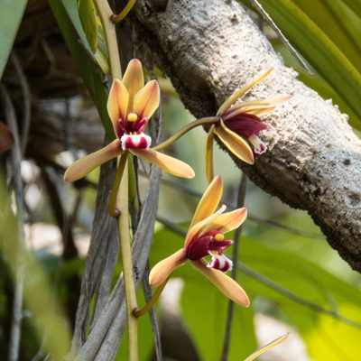 Cymbidium finlaysonianum, photographed by Gerard Chartier