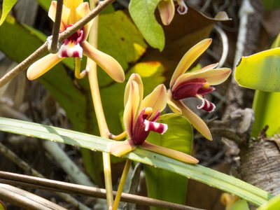 Cymbidium finlaysonianum, photographed by Gerard Chartier