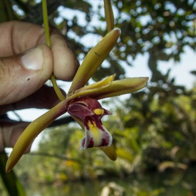 Cymbidium finlaysonianum, photographed by Gerard Chartier