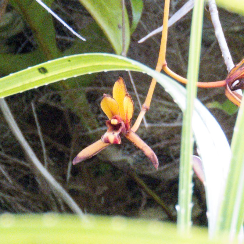 Cymbidium finlaysonianum, photographed by Gerard Chartier