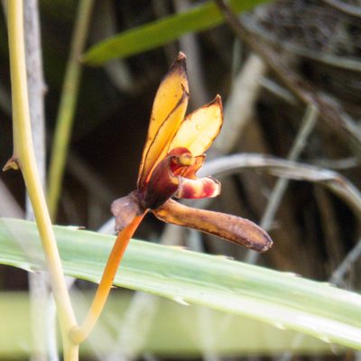 Cymbidium finlaysonianum, photographed by Gerard Chartier
