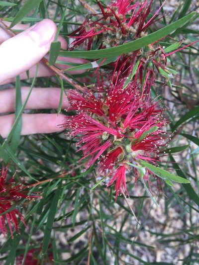 Melaleuca linearifolia, photographed by Thomas Mesaglio