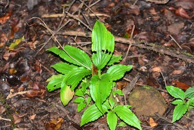 Crepidium versicolor, photographed by S.MORE