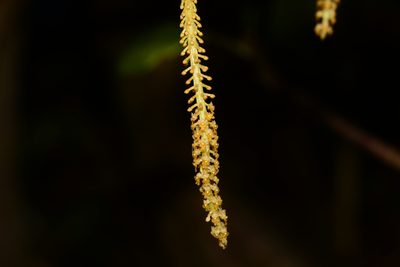 Oberonia falconeri, photographed by S.MORE