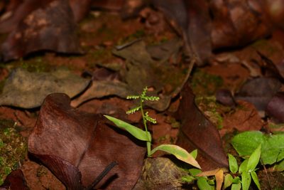 Paspalum canarae, photographed by S.MORE
