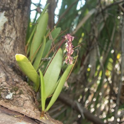 Bulbophyllum alcicorne, photographed by Gerard Chartier